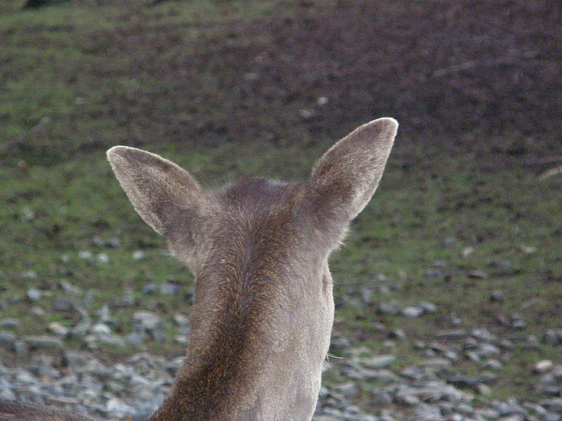 Damhirschkuh von hinten