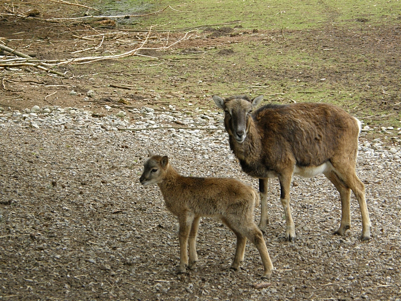 Hirschkuh und Junges