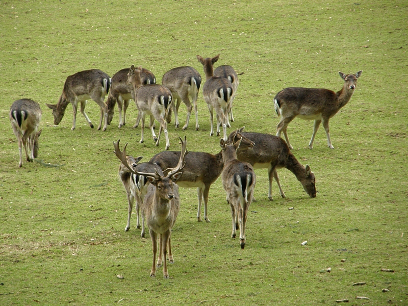 Hirschherde