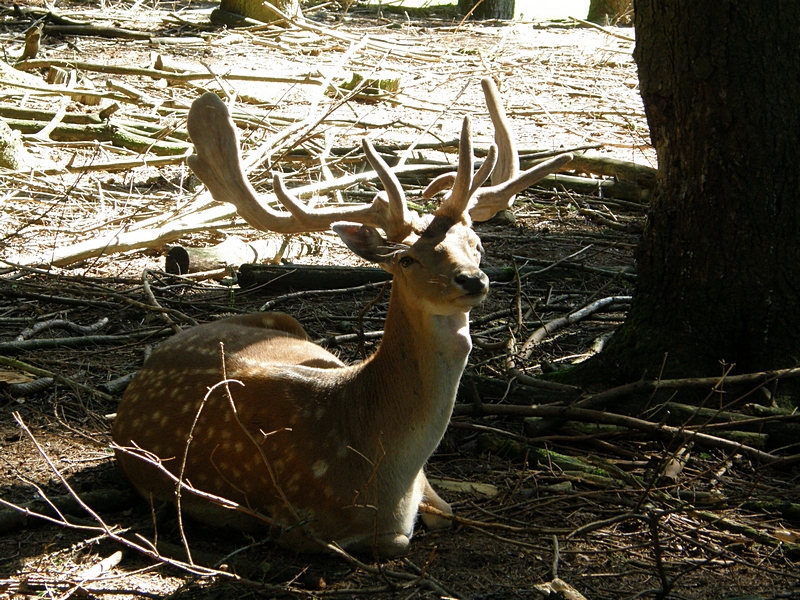 Hirsch, liegend