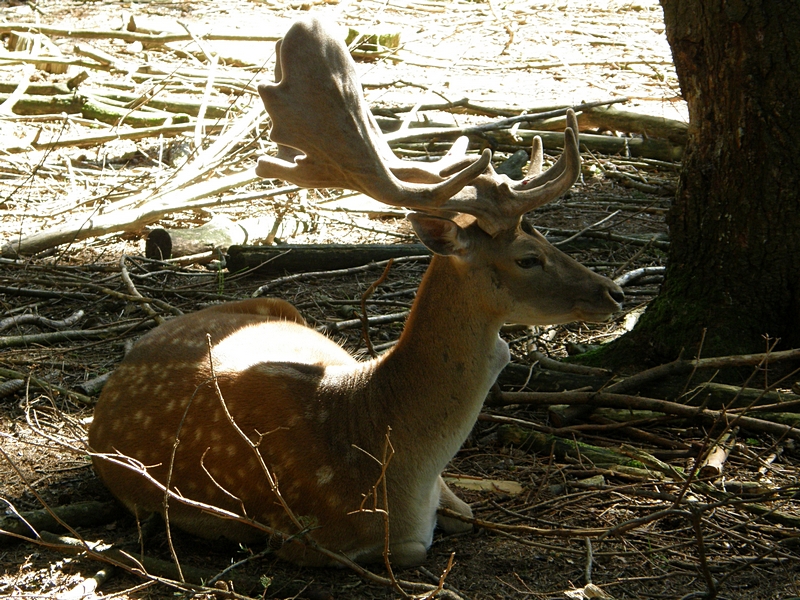 liegender Hirsch