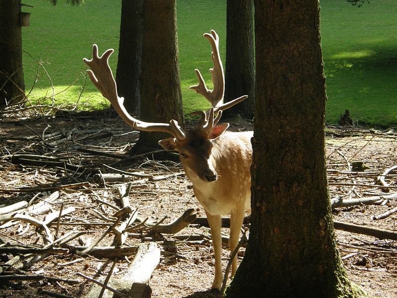 Hirsch im Wald 2