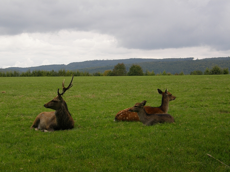 Hirsch und Hirschkhe