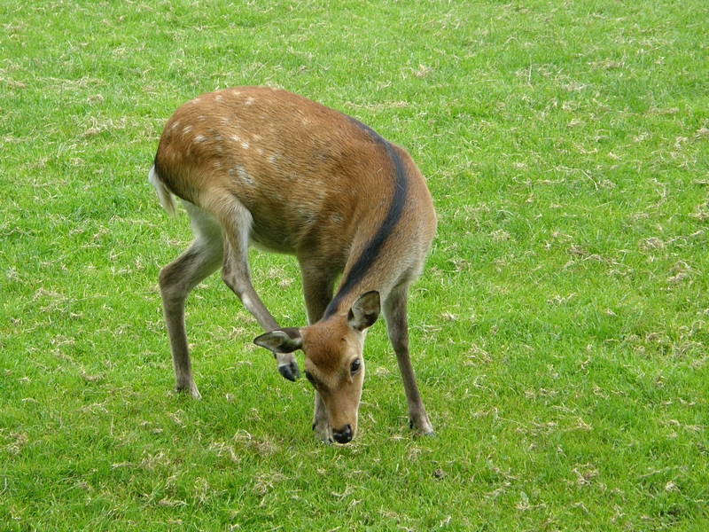 Bock, sich kratzend