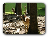 Hirsch im Wald 2