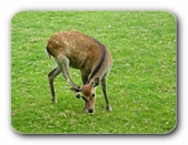 Bock, sich kratzend