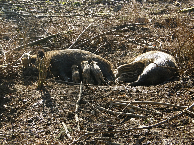 Frischlinge beim Gesugtwerden