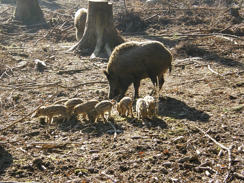 Wildschweinfamilie