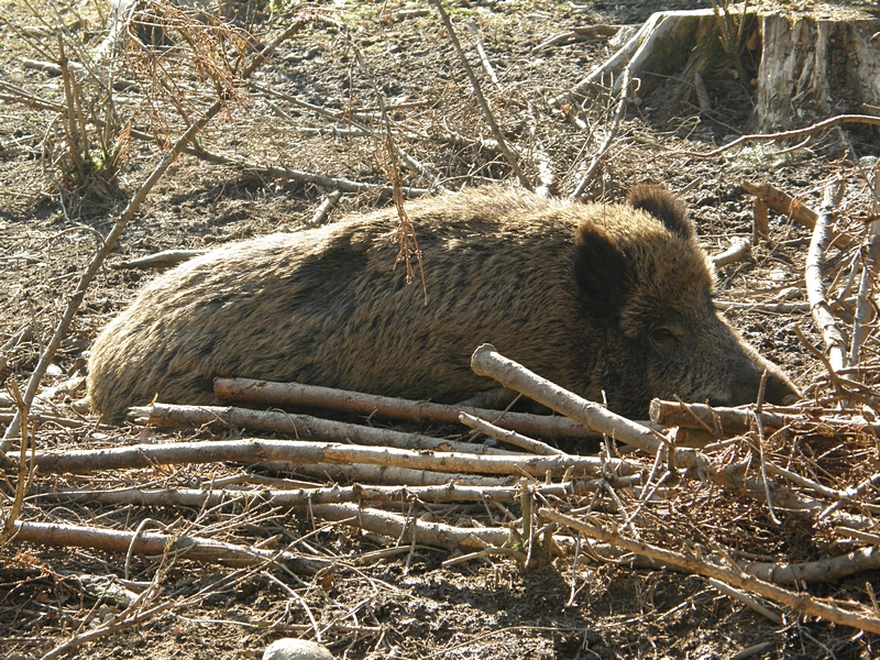 Liegende Wildsau