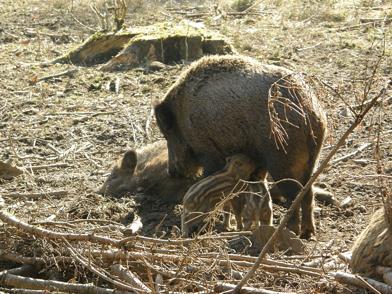 Wildschwein mit Jungen