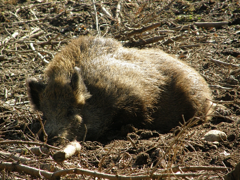 Liegendes Wildschwein in der Sonne