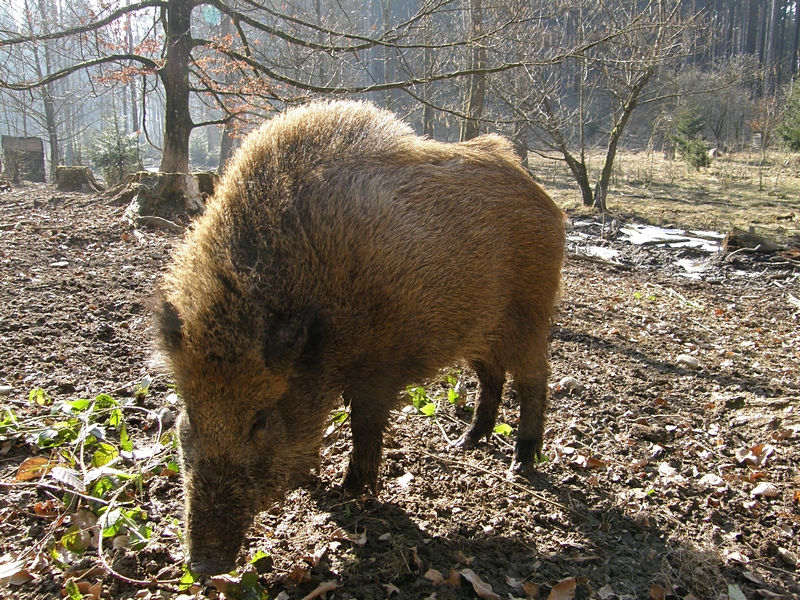 Wildschwein, stehend in der Sonne