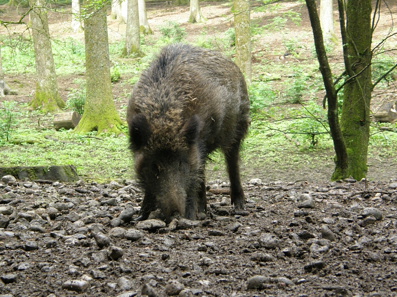 Wildschwein, witternd