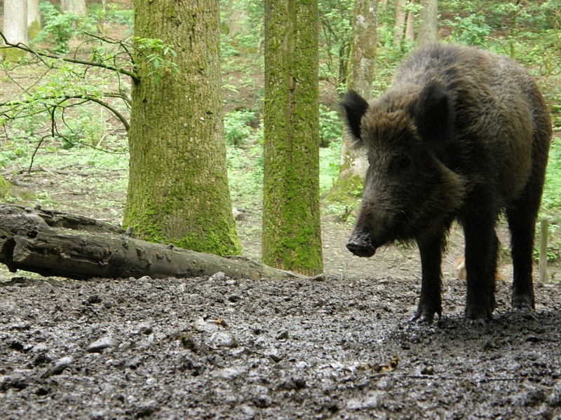 Wildschwein stehend, seitlich