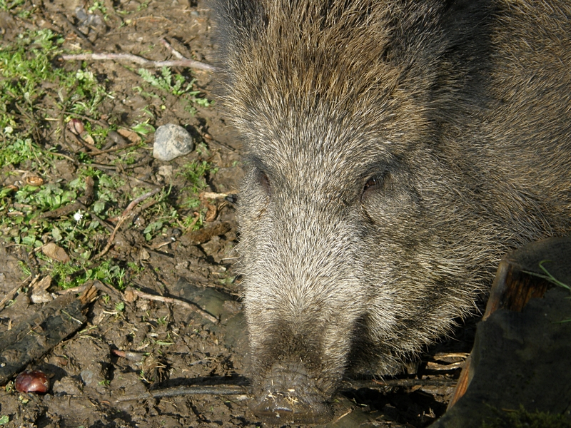 Wildschweinportrait