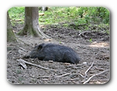 Wildschwein, ruhend