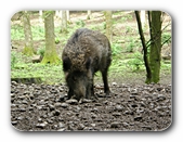 Wildschwein, witternd