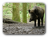 Wildschwein stehend, seitlich