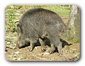 Wildschwein im Sonnenlicht