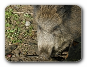 Wildschweinportrait