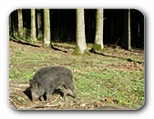 Wildschwein mit Sonne und dunklem Wald