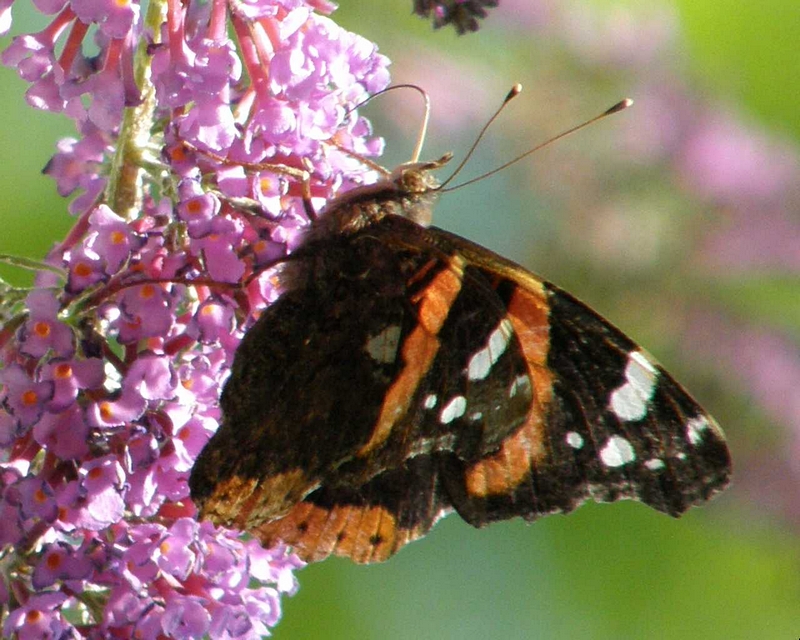 Admiral-Schmetterling