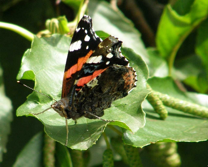 Schmetterling (Admiral)