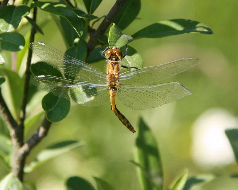 Frischgeschluepfte Libelle