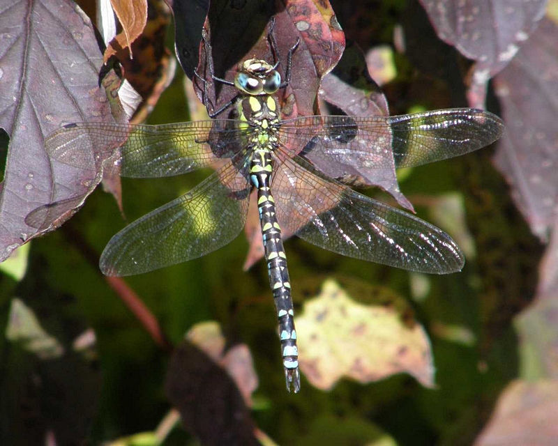 Aeshna Cyanea am Baum