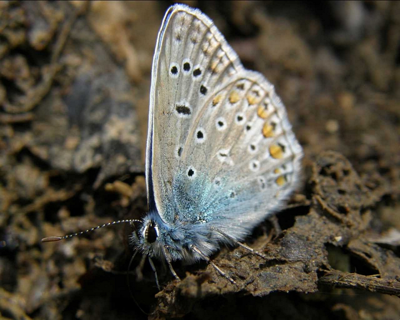 Bluling, Nahaufnahme