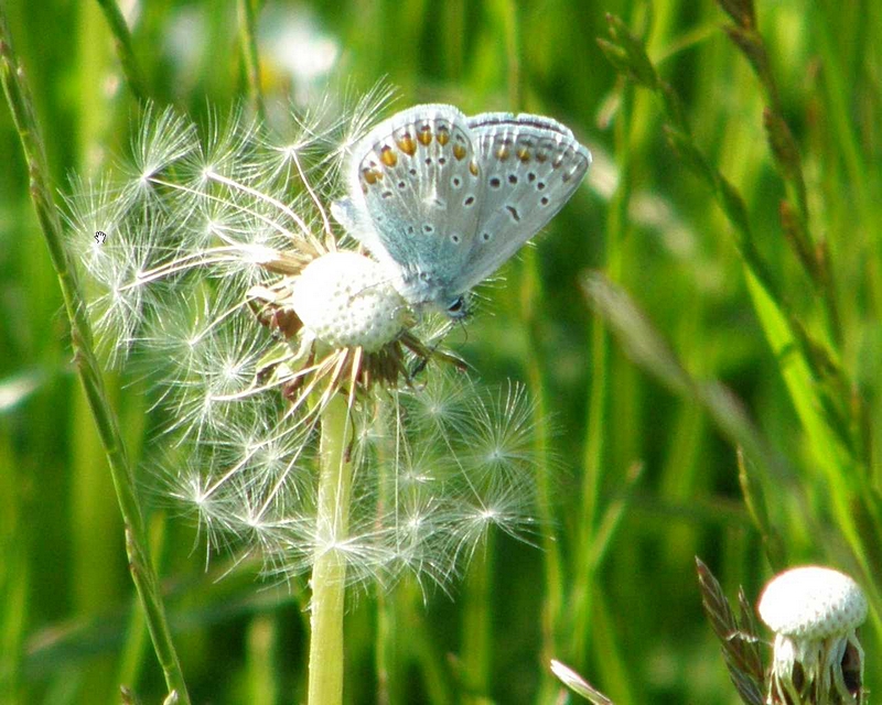 Bluling auf Lwenzahn