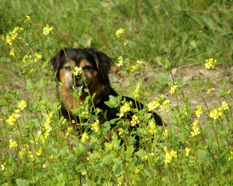 Zufriedener Hund