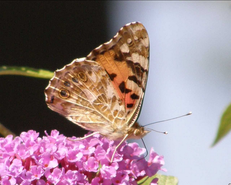 Distelfalter auf Flieder