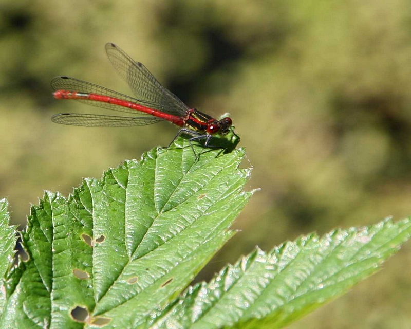 Frhe Adonis-Libelle