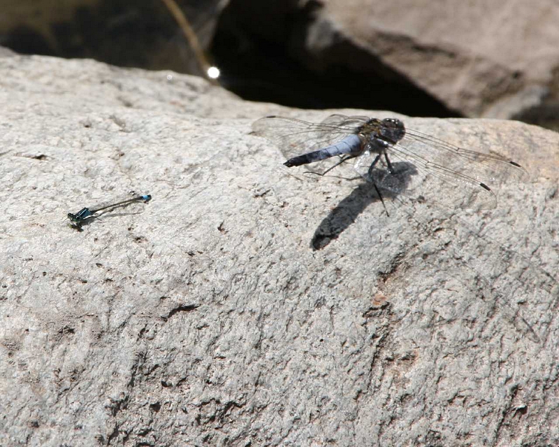 Grosslibelle und Kleinlibelle