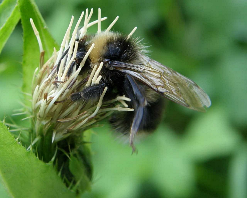 Hummel bestubend