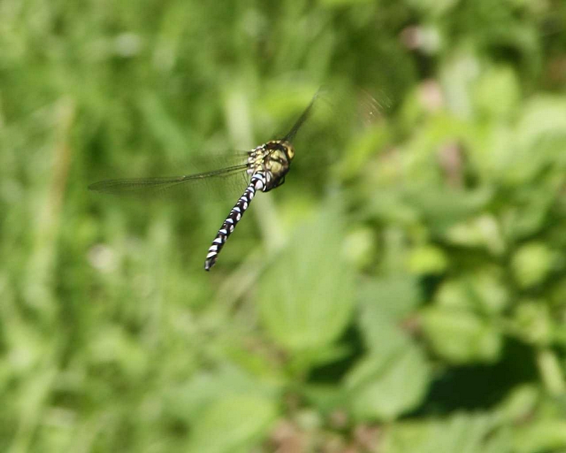 Knigslibelle im Flug