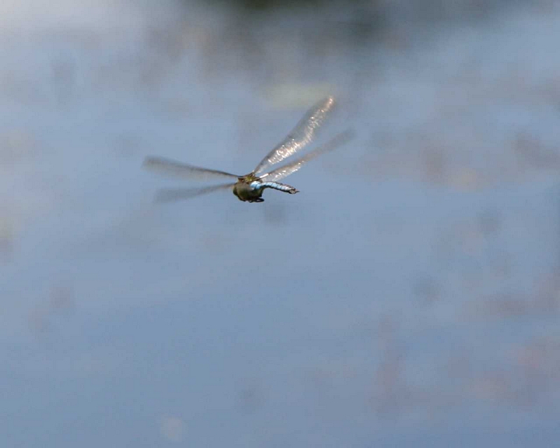 Knigslibelle, im Flug stehend