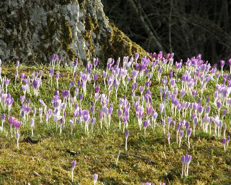 Krokusfeld, wild wachsend