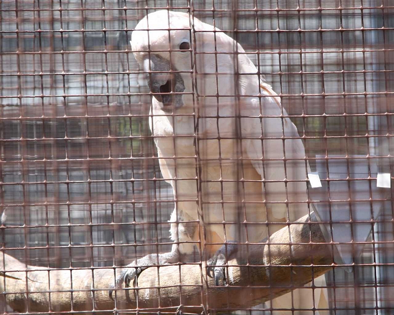 Papagei hinter Gittern