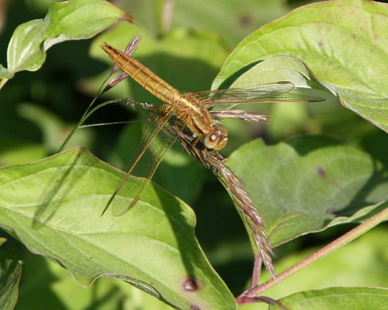 Plattbauch-Libelle