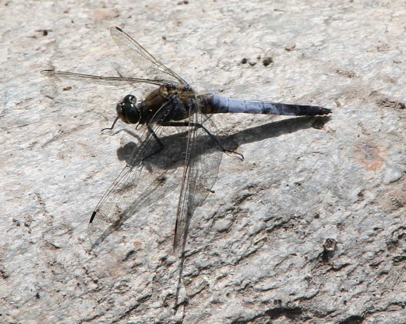 Plattbauch-Libelle auf Stein