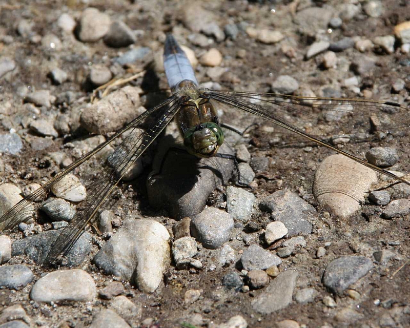 Plattbauch-Libelle, grinsend