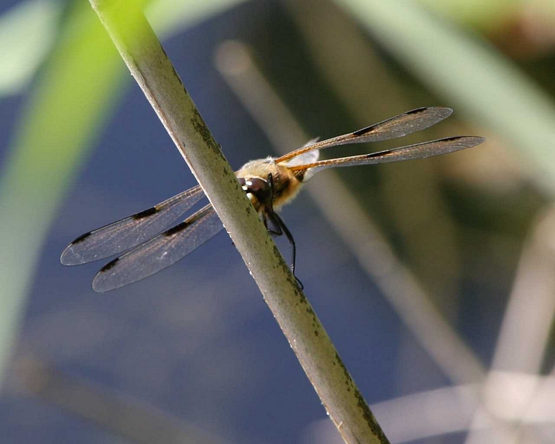 Plattbauch-Libelle, lauernd