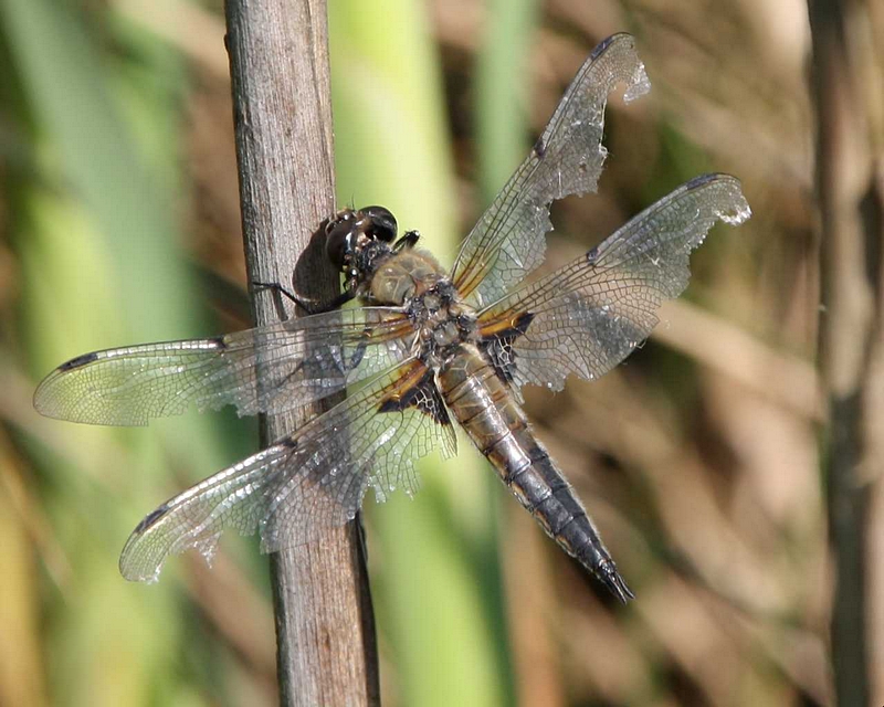 Plattbauch-Libelle, beschdigt