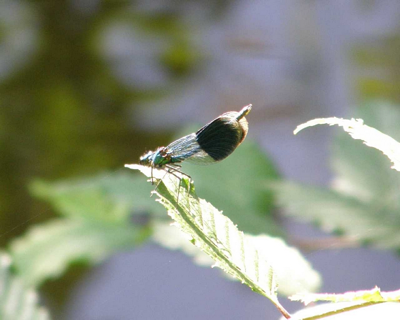 Prachtlibelle gebndert