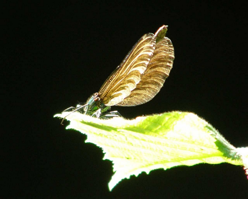 Prachtlibelle, Flgelstruktur