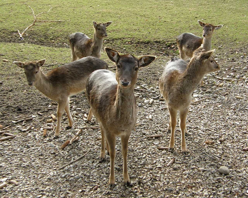 Rehe, Gruppenbild