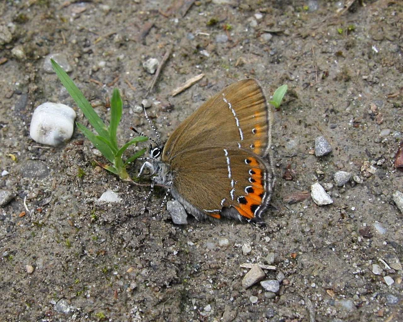 Schmetterling