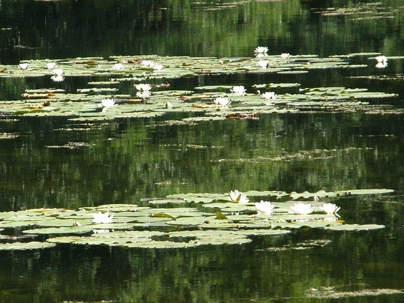 Seerosen am Egelsee